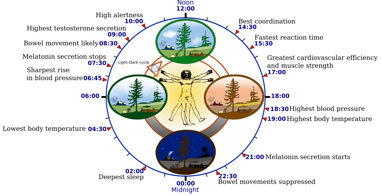 Circadian Rhythm time chart - heatharmstrong.com