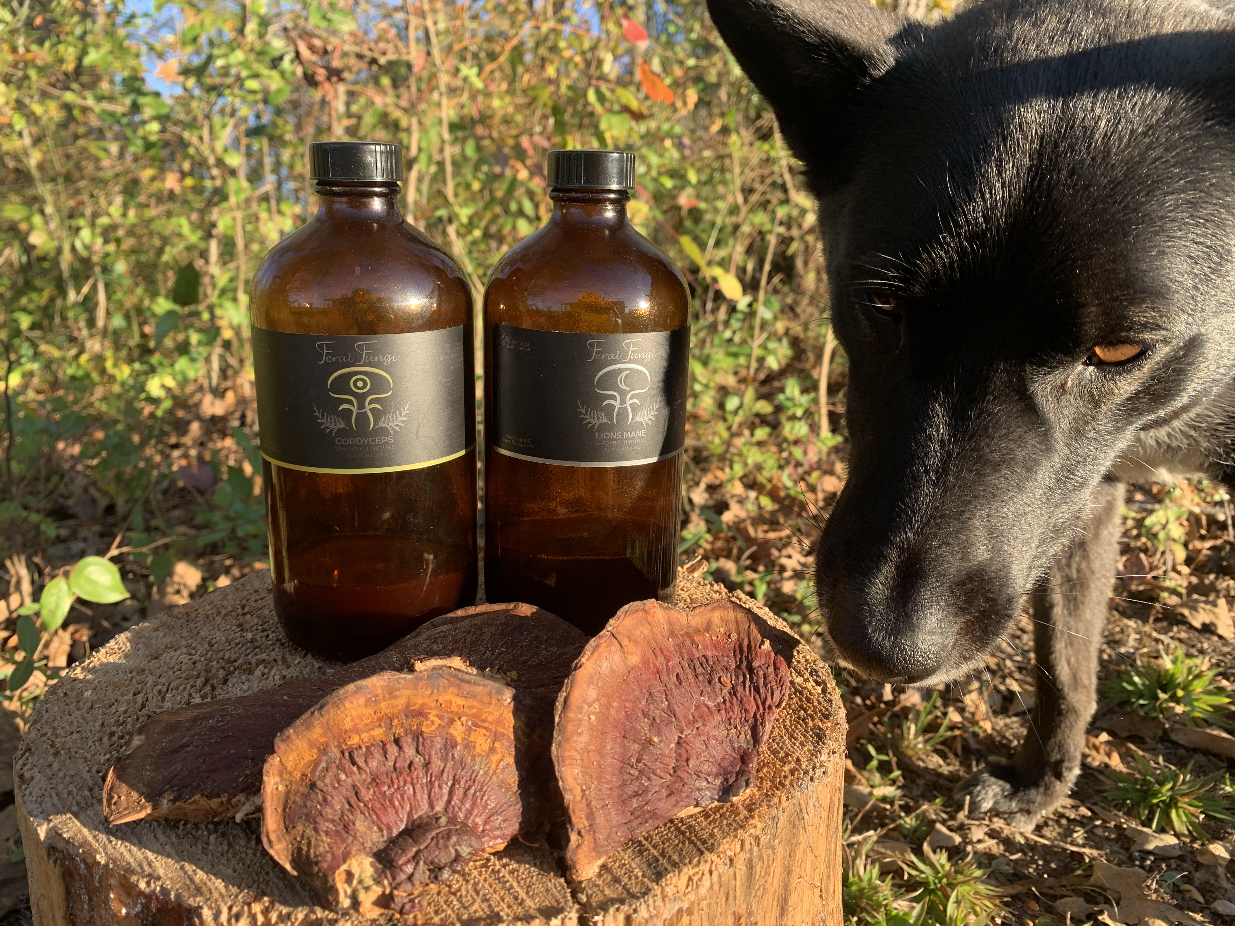 Feral Fungi Tinctures - heatharmstrong.com