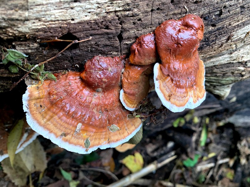 plant and fungi foraging - reishi mushroom - how to get high without drugs - heatharmstrong.com
